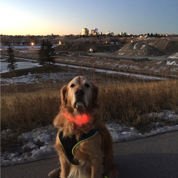 Meet your Posher, Janet - Picture 3 of 4